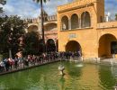 real alczar de sevilla 49050207442 o