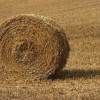 IMG 7979B