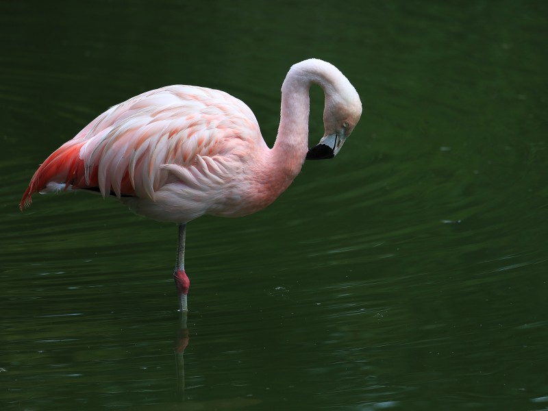 Villars - Parc des Oiseaux 2021