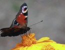 IMG 7631