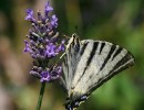 IMG 7658