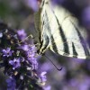 IMG 7684
