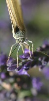 IMG 7782