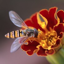 IMG 9742
